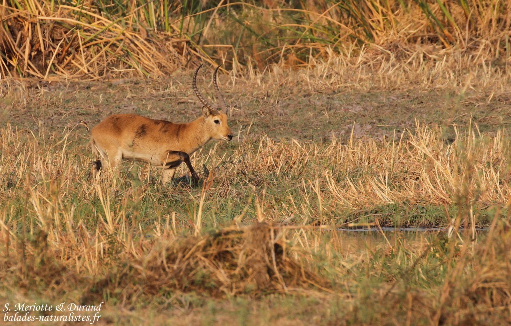 Cobe lechwe, Parc national de Mahango