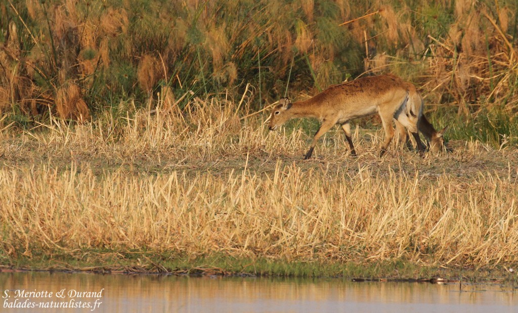 Cobe Lechwe, Parc national de Mahango
