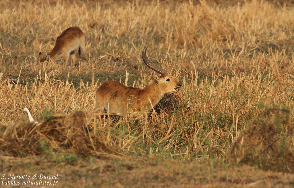 Cobe Lechwe, Parc national de Mahango