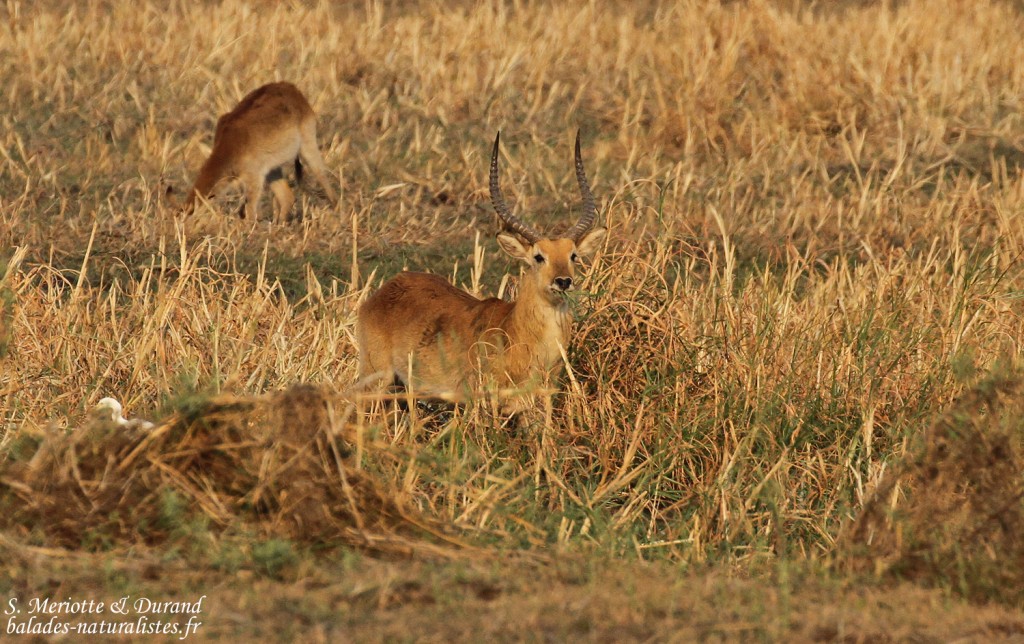 Cobe Lechwe, Parc national de Mahango