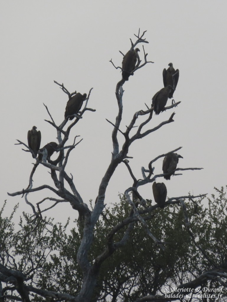 Vautours africains, Parc national de Mahango