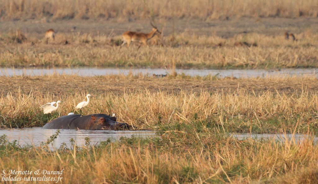 Hippopotame, Parc national de Mahango