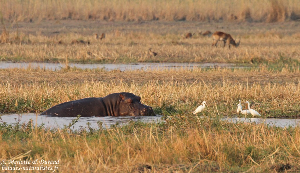 Hippopotame, Parc national de Mahango