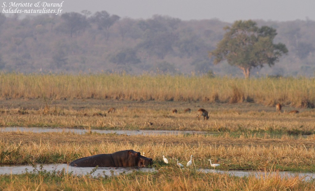 mahango-game-reserve (43)hippopotame