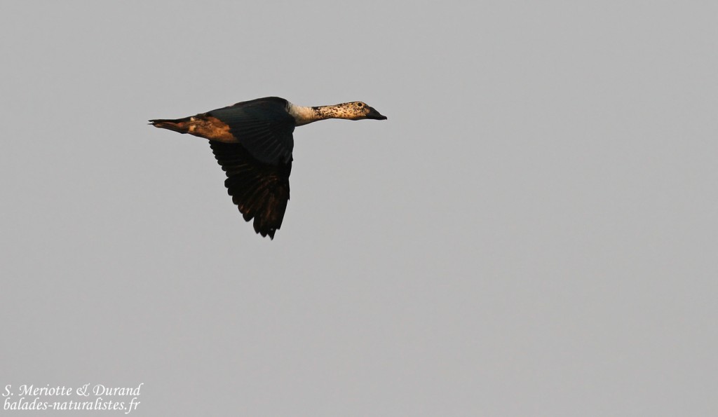 Canard à bosse, Parc national de Mahango