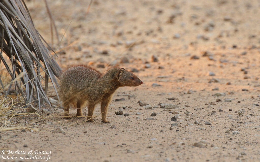 Mangouste rouge, Parc national de Mahango