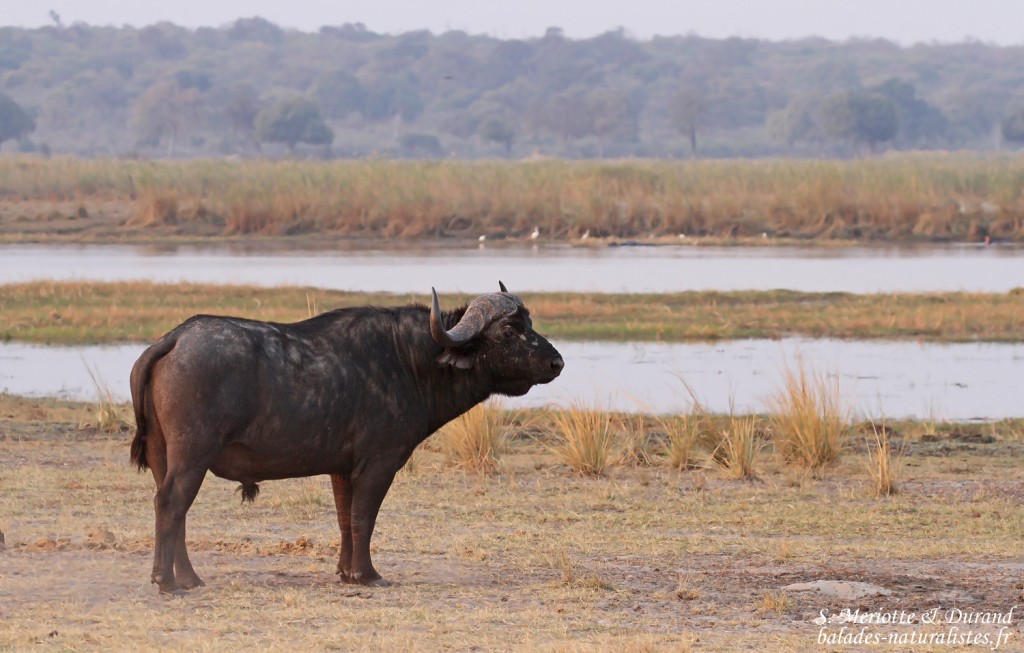 Buffle d'Afrique, Parc national de Mahango