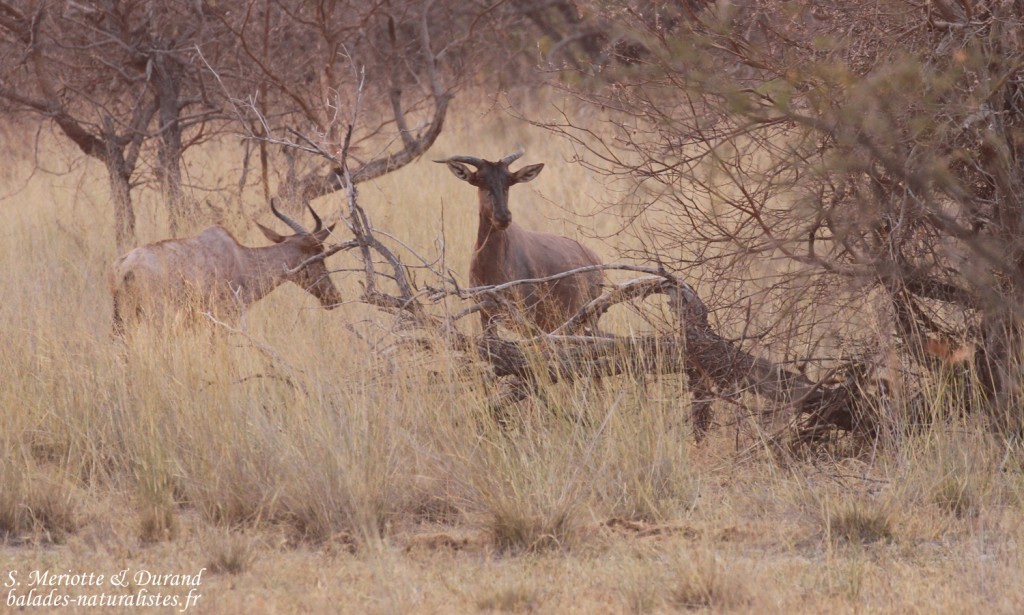 Tsessebe, Parc national de Mahango