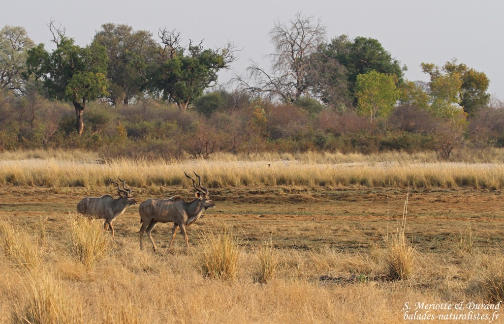 Grand Koudou, Parc national de Mahango