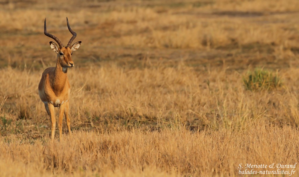 Impala, Parc national de Mahango
