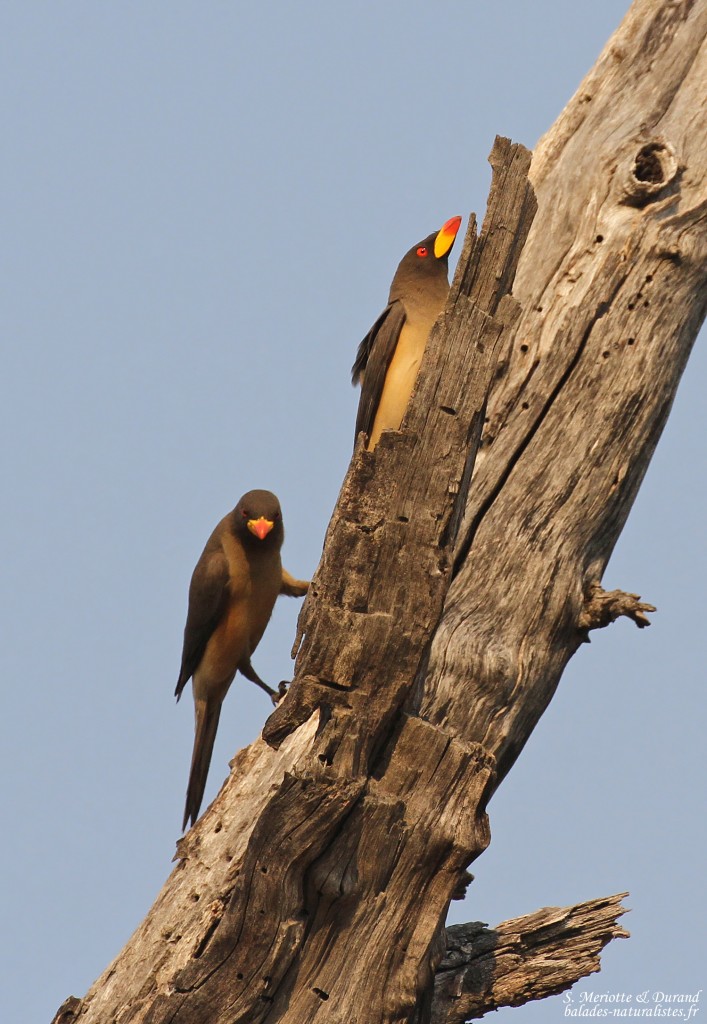 Pique-bœuf à bec jaune, Parc national de Mahango