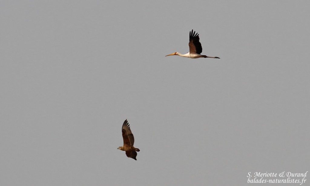 Tantale ibis et Bateleur des savanes immature, Parc national de Mahango