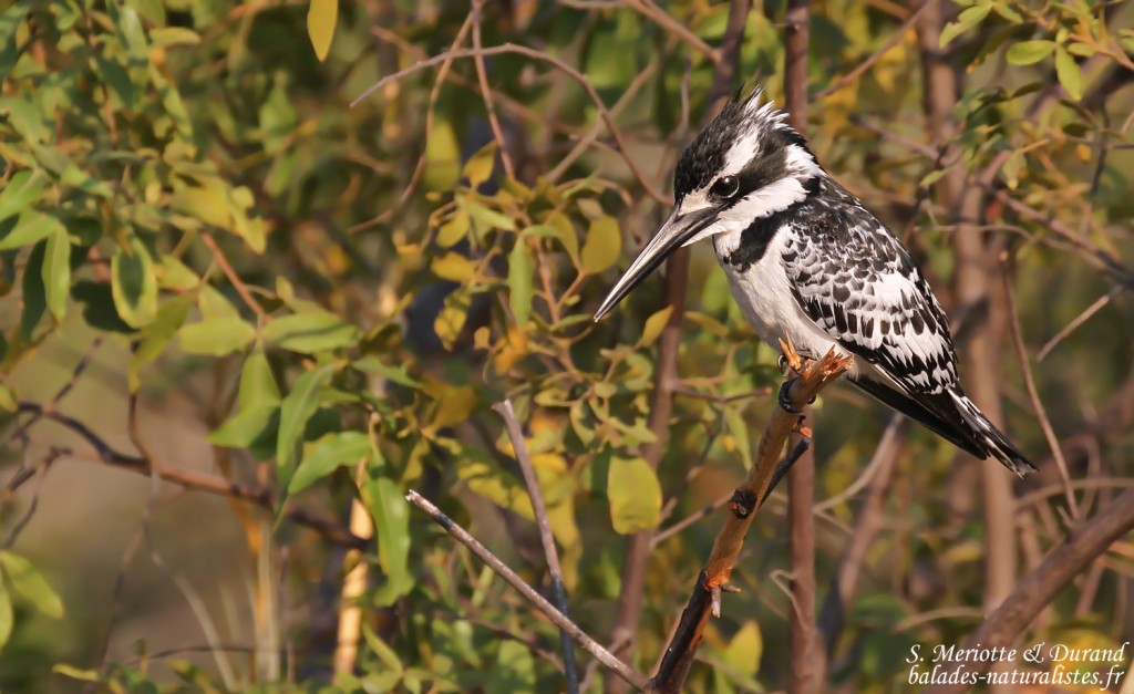 Alcyon pie, Popa falls