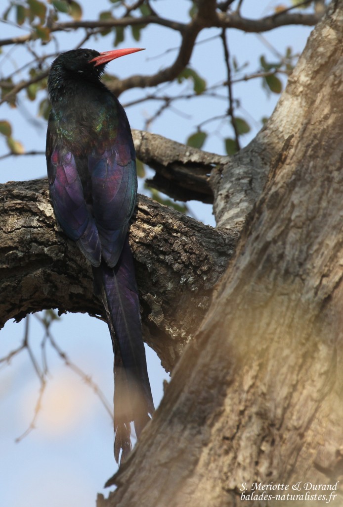 Irrisor moqueur, Popa falls