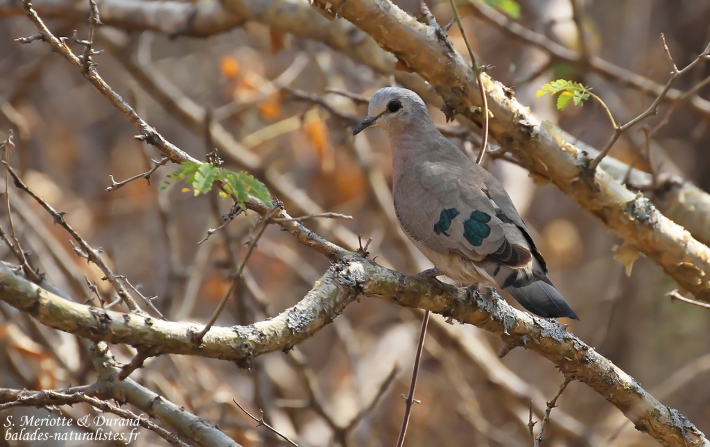 Tourtelette emeraudine, Popa falls
