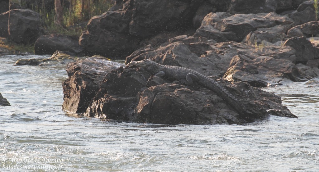 Crocodile du Nil, Popa falls