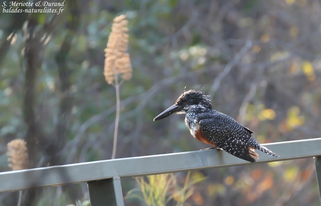 Martin pêcheur géant, Popa falls