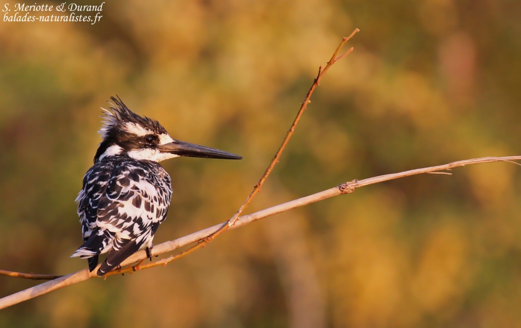 Alcyon pie, Popa falls