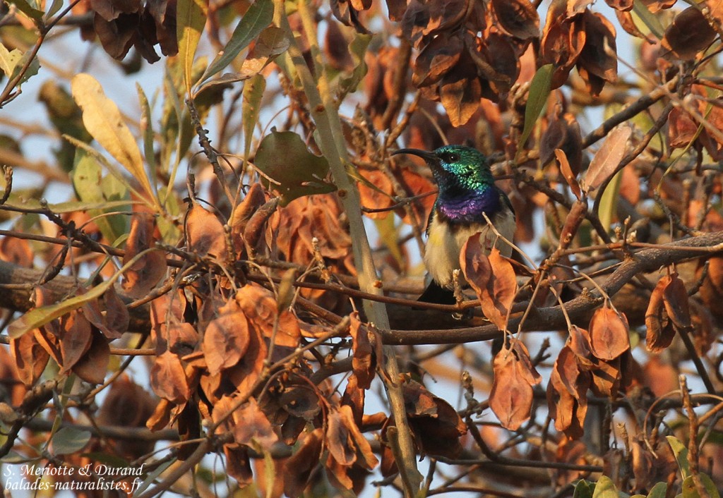 Souimanga à ventre blanc, Popa falls