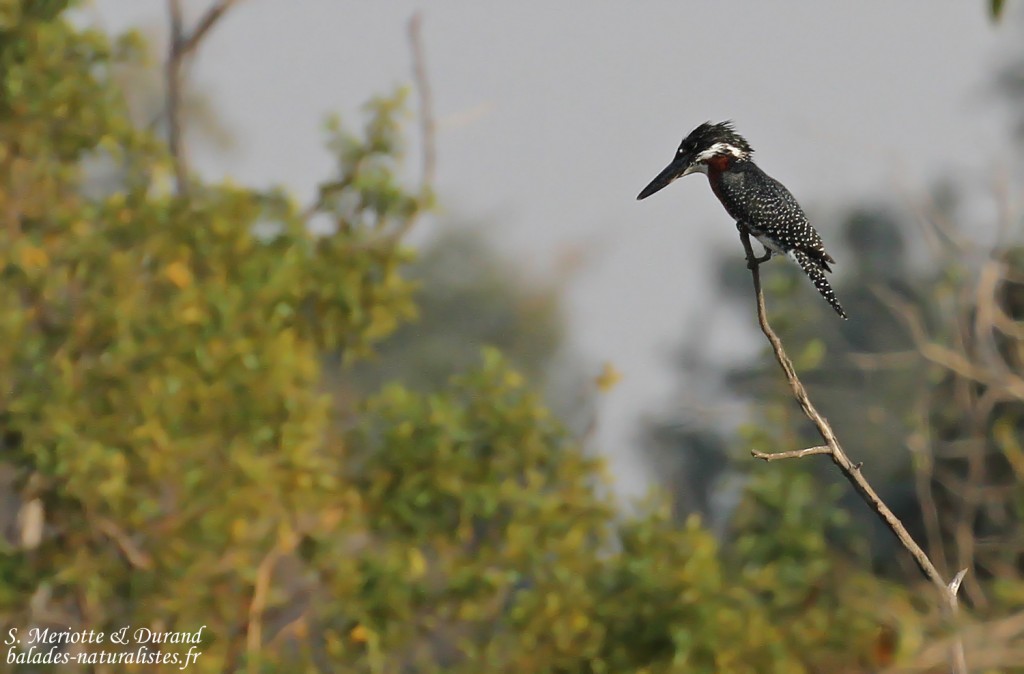 Martin-pêcheur géant, Popa falls