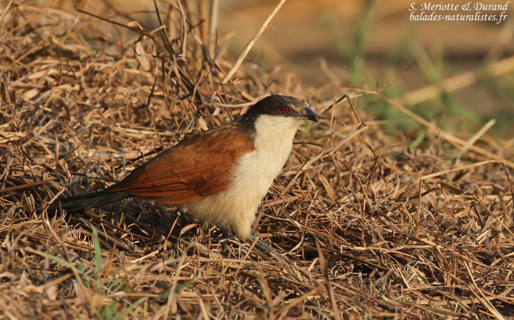 Coucal du Sénégal, Popa falls