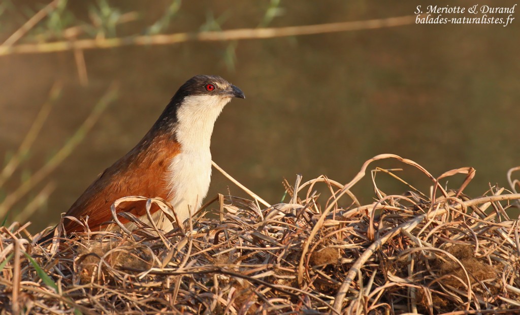Coucal du Sénégal, Popa falls
