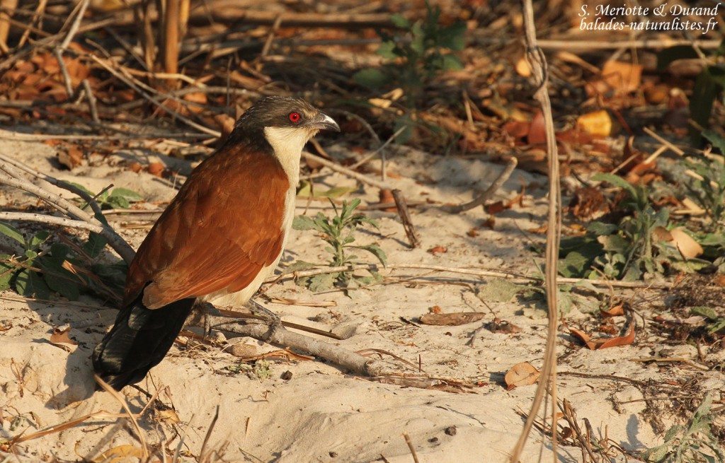 Coucal du Sénégal, Popa falls