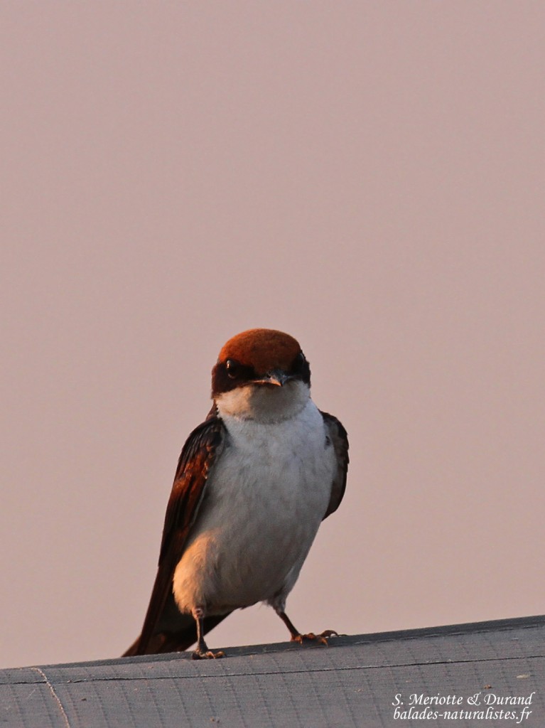 Hirondelle à longs brins, Rundu
