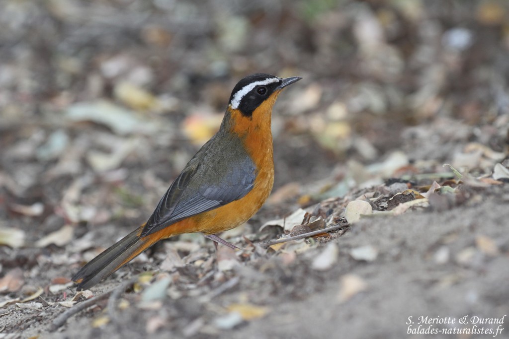 Cossyphe de Heuglin, Shakawe