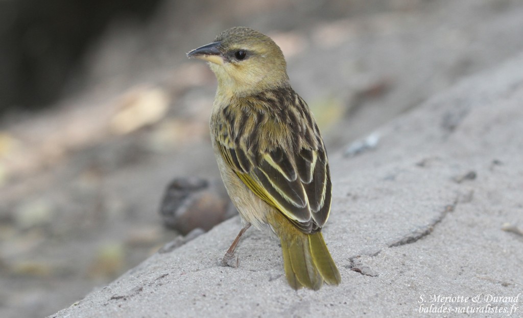 Tisserin à gorge brune, Shakawe