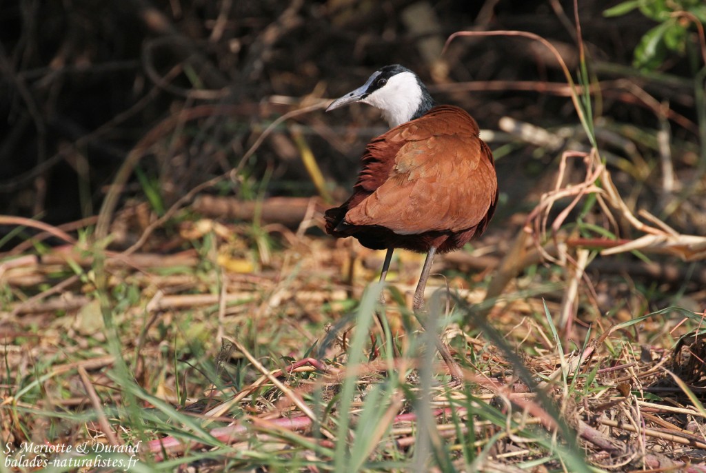 Jacana, Shakawe