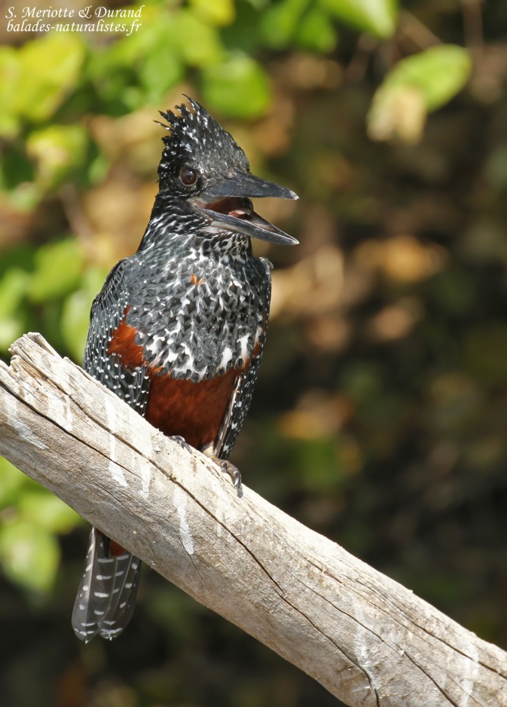 Martin-pêcheur géant, Shakawe