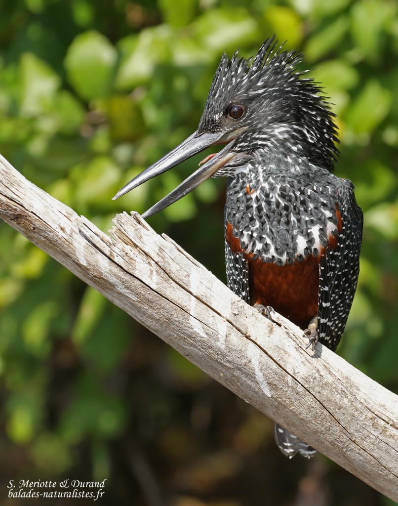 Martin-pêcheur géant, Shakawe