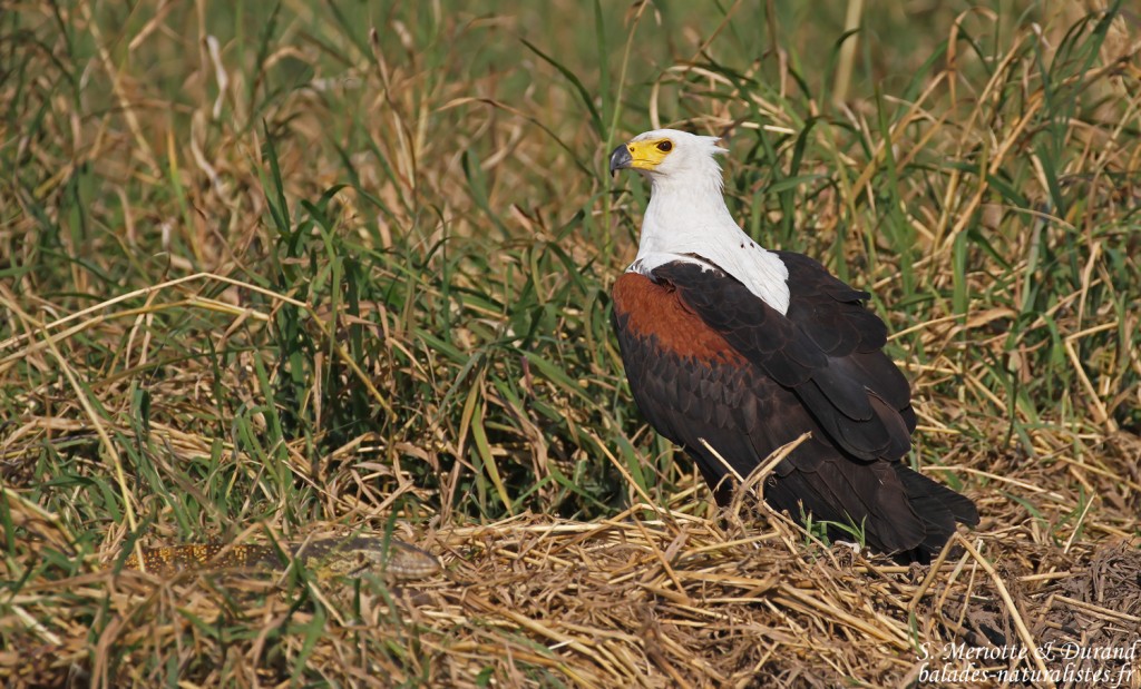 Pygargue vocifère, Shakawe