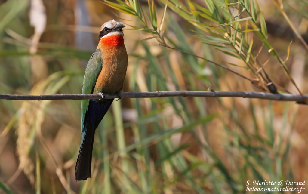Guêpier à front blanc, Shakawe