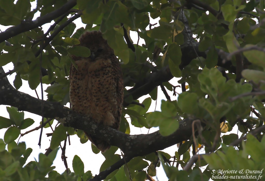 Chouette pêcheuse de Pel, Shakawe