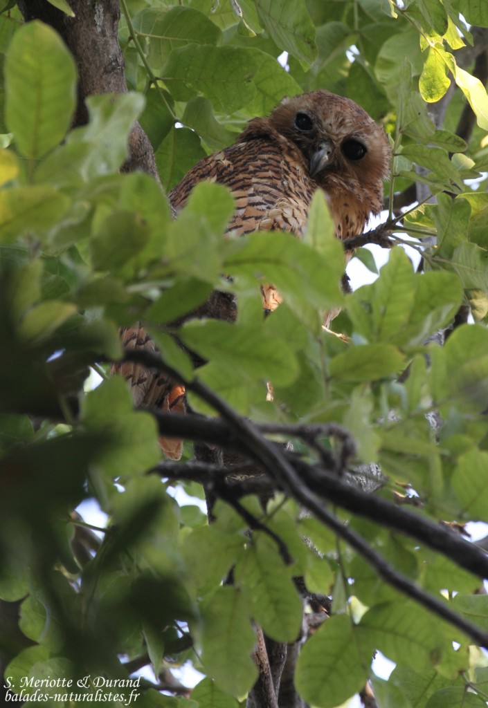Chouette pêcheuse de Pel, Shakawe