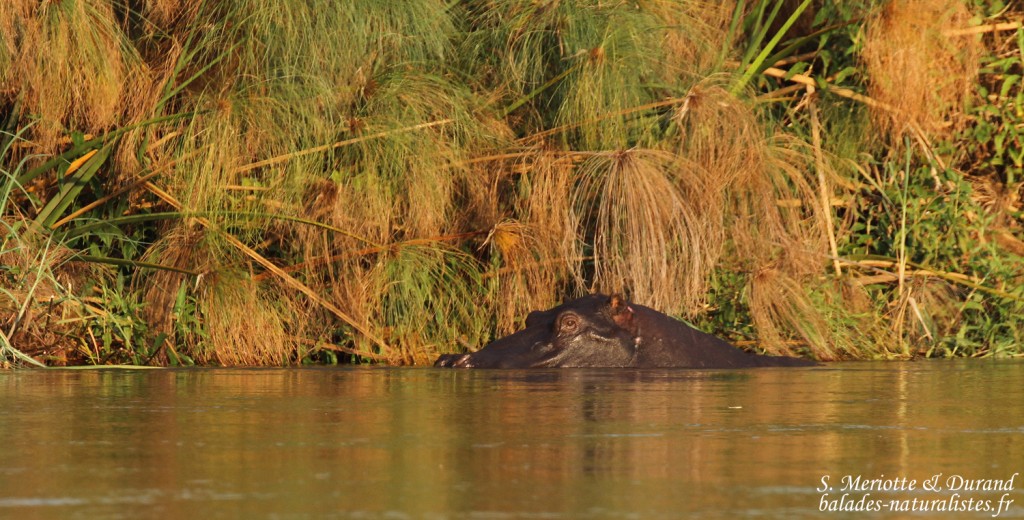 Hippopotame, Shakawe