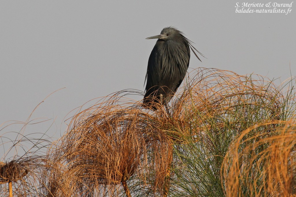 Aigrette ardoisée, Shakawe