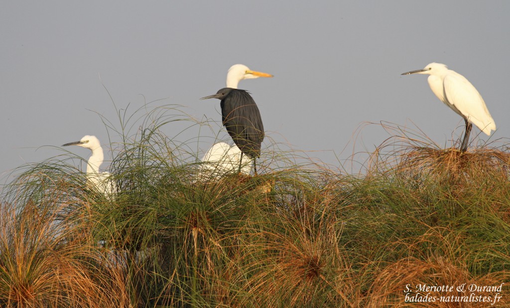 Aigrette ardoisée, Grande aigrette, Aigrette garzette, Shakawe