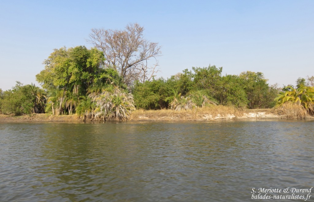 Les rives de l'Okavango, Shakawe