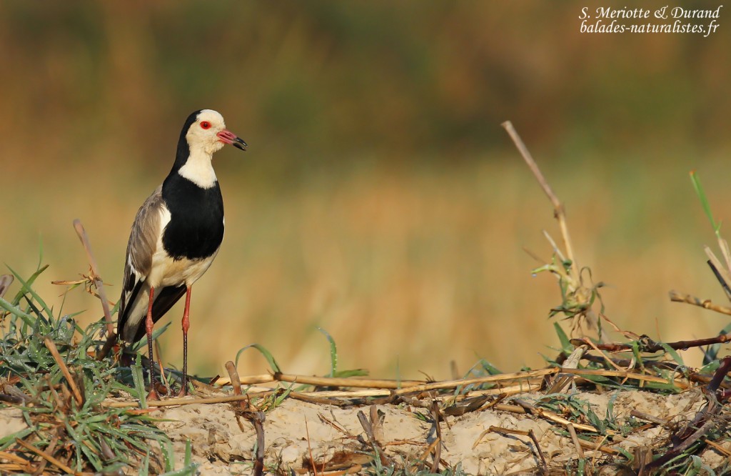 Vanneau à ailes blanches, Shakawe