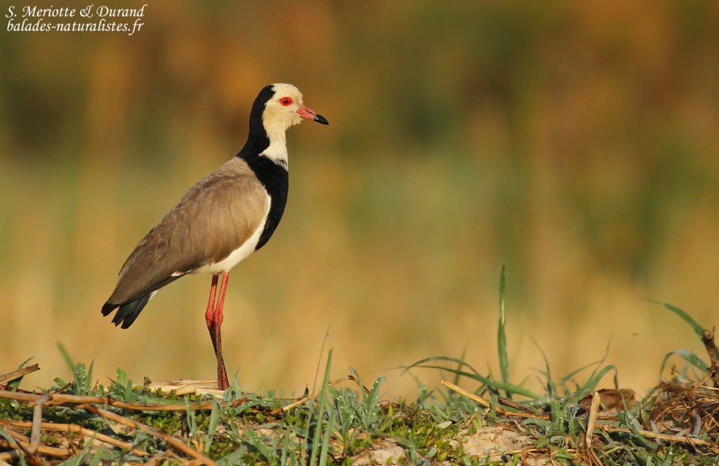 Vanneau à ailes blanches, Shakawe