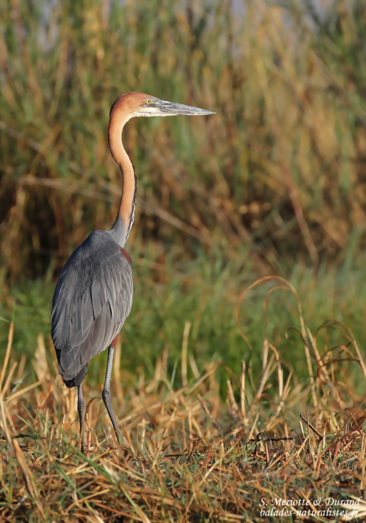 Héron goliath, Shakawe