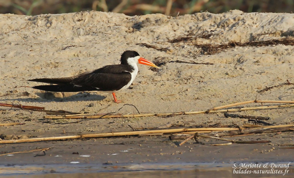 Bec-en-ciseaux, Shakawe