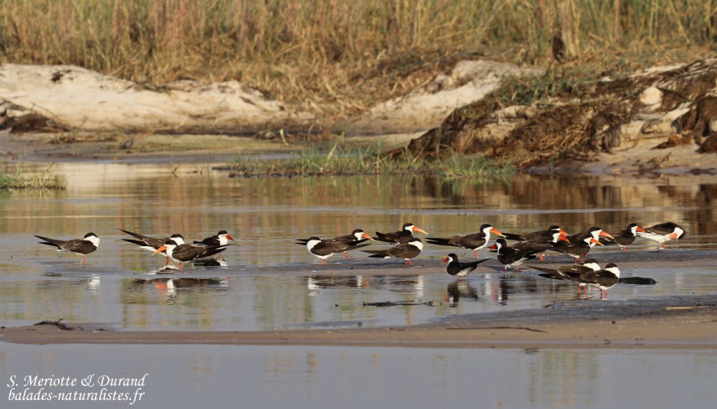 Bec-en-ciseaux, Shakawe