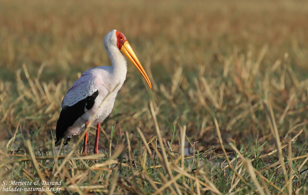 Tantale ibis, Shakawe