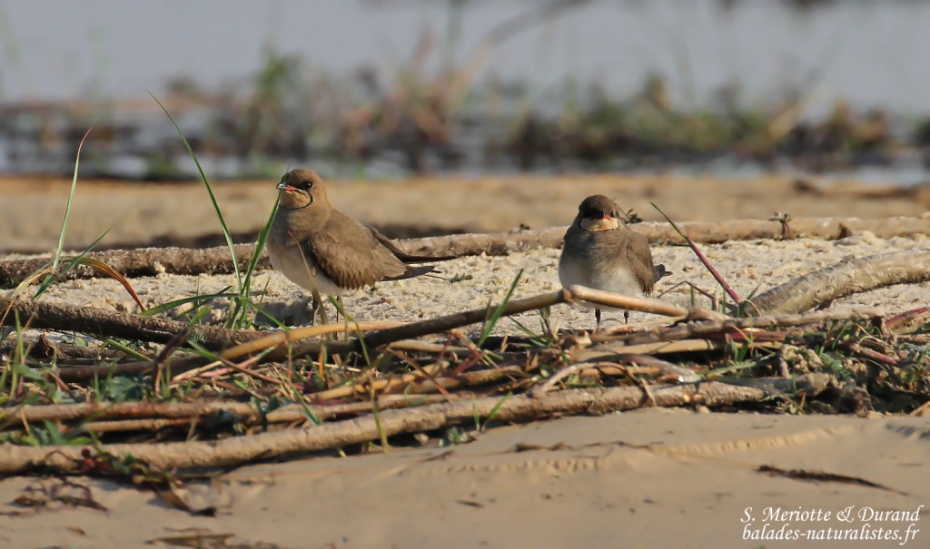 Glaréole à collier, Shakawe
