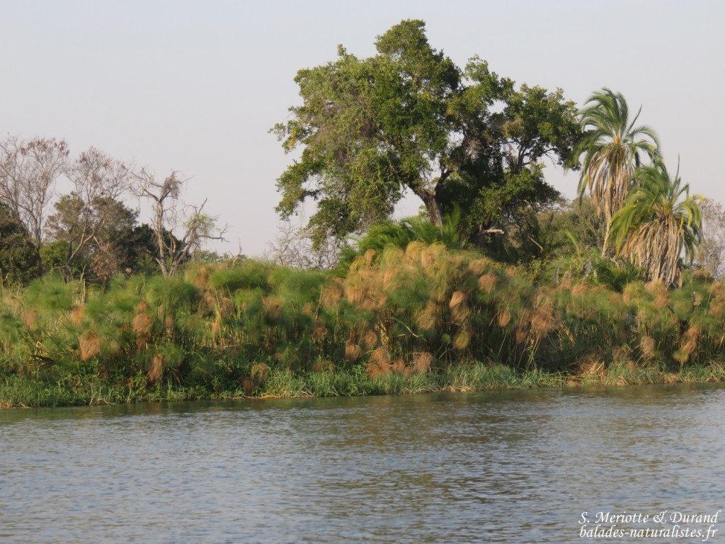 Les rives de l'Okavango, Shakawe