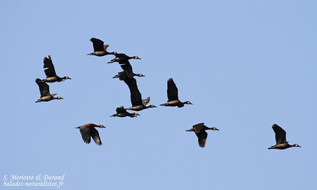 Dendrocygne veuf, Shakawe